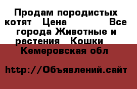 Продам породистых котят › Цена ­ 15 000 - Все города Животные и растения » Кошки   . Кемеровская обл.